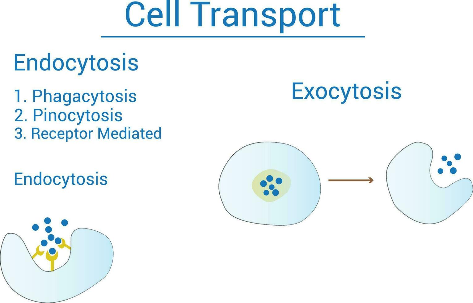 acerca de endocitosis fagocitosis célula transporte gráfico diseño vector