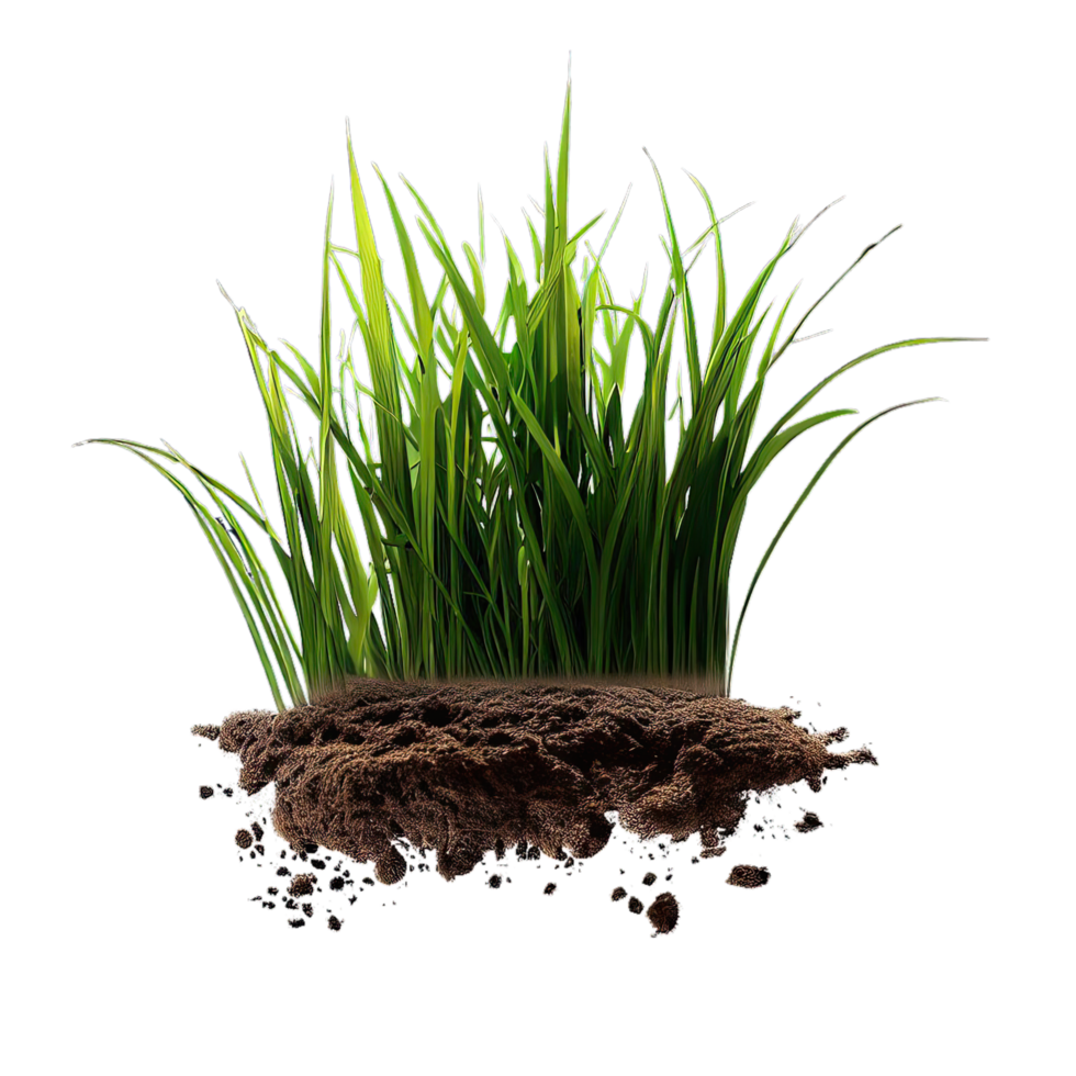 tropical plants collection isolated and summer tree png