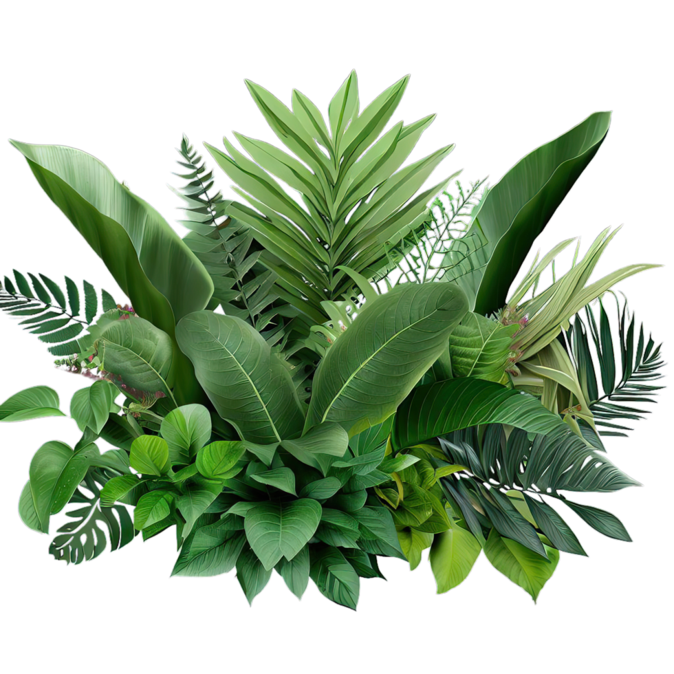 isolated tropical plant and summer tree png