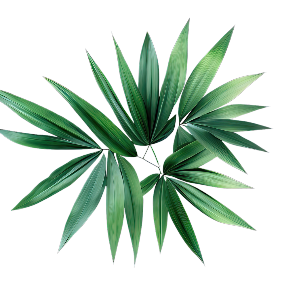 isolated tropical plant and summer tree png
