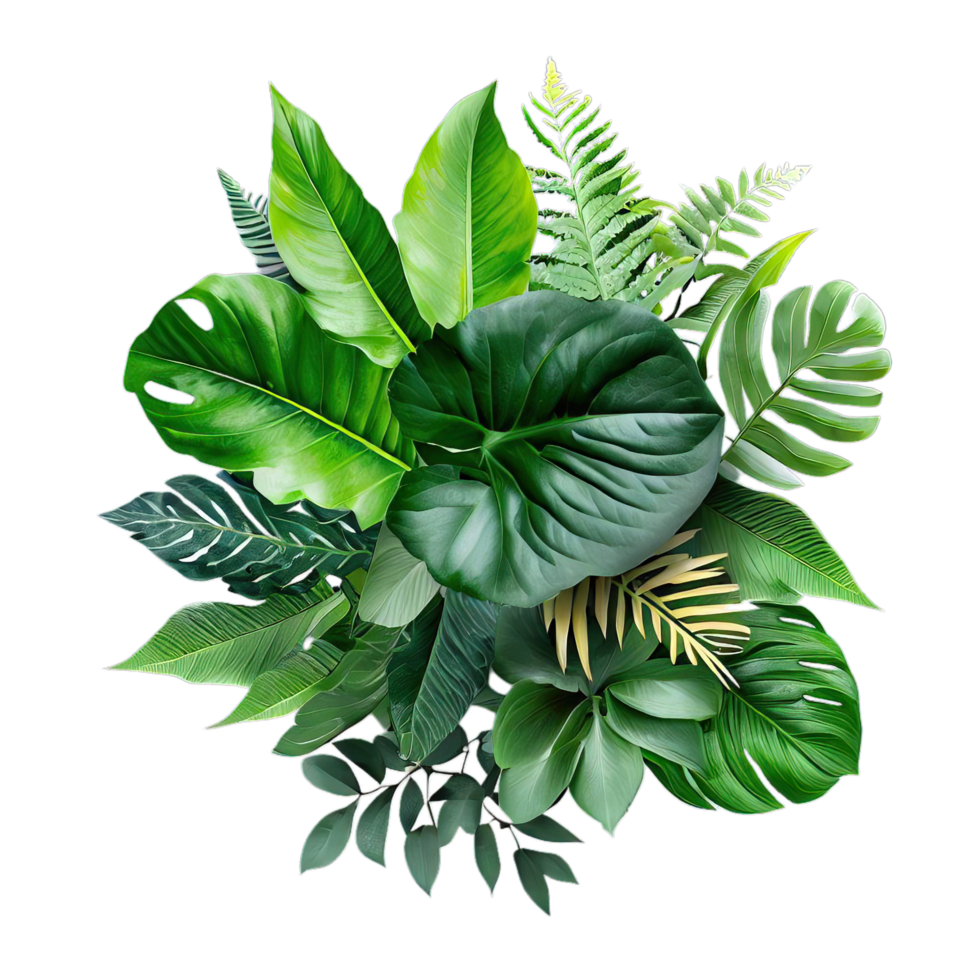 isolated tropical plant and summer tree png