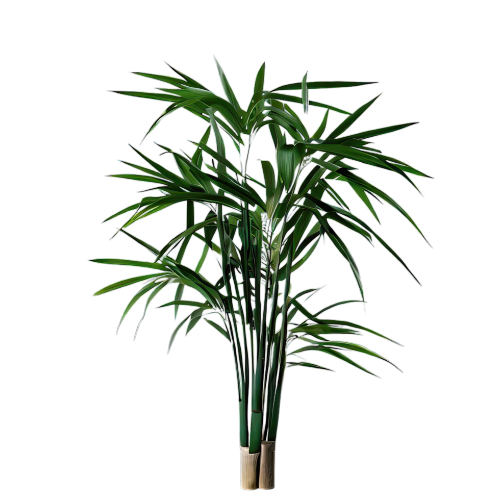 isolated tropical plant and summer tree png