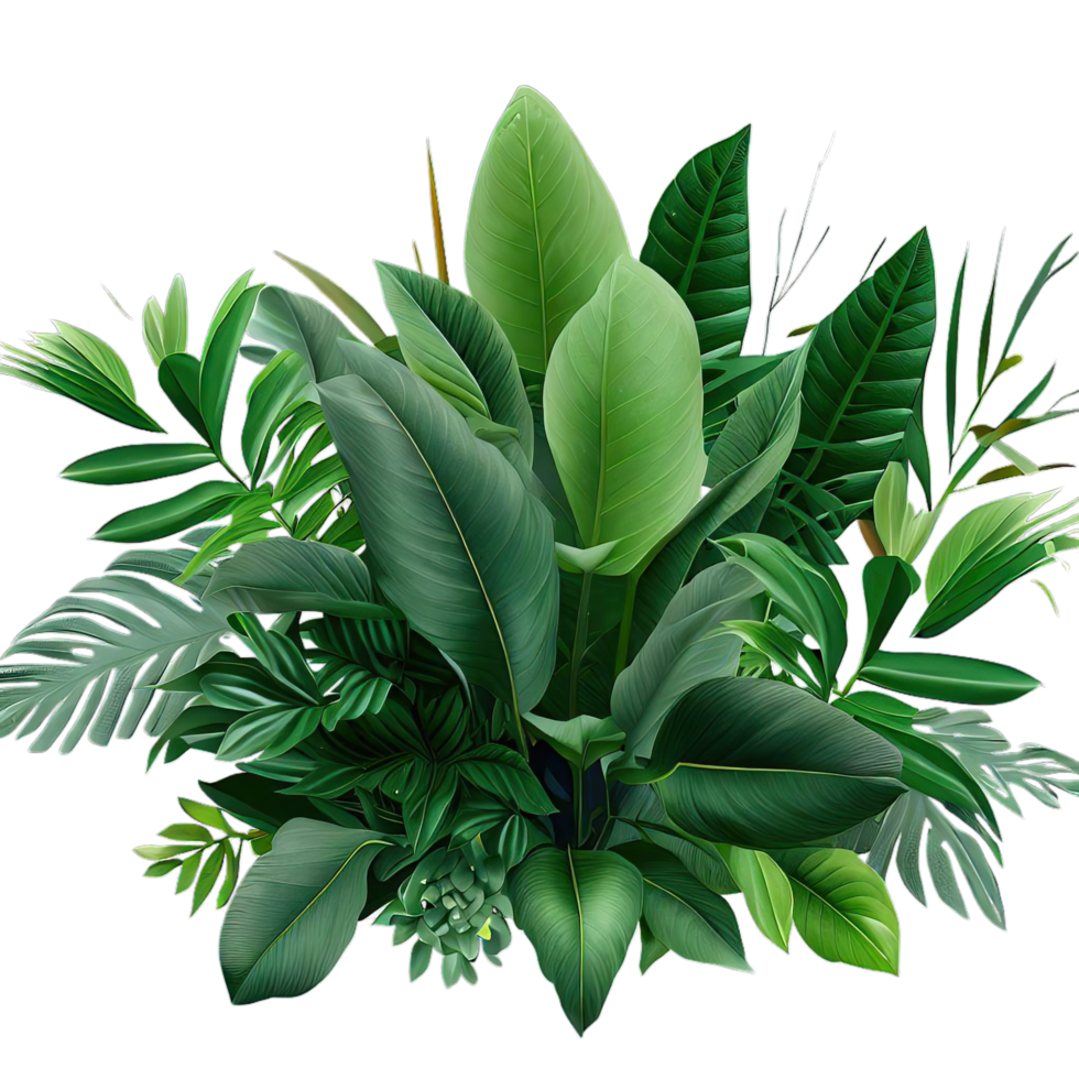 isolated tropical plant and summer tree png