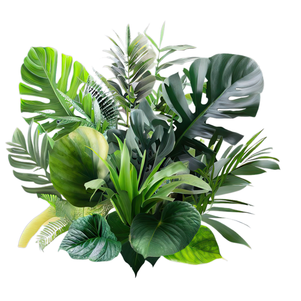 isolated tropical plant and summer tree png