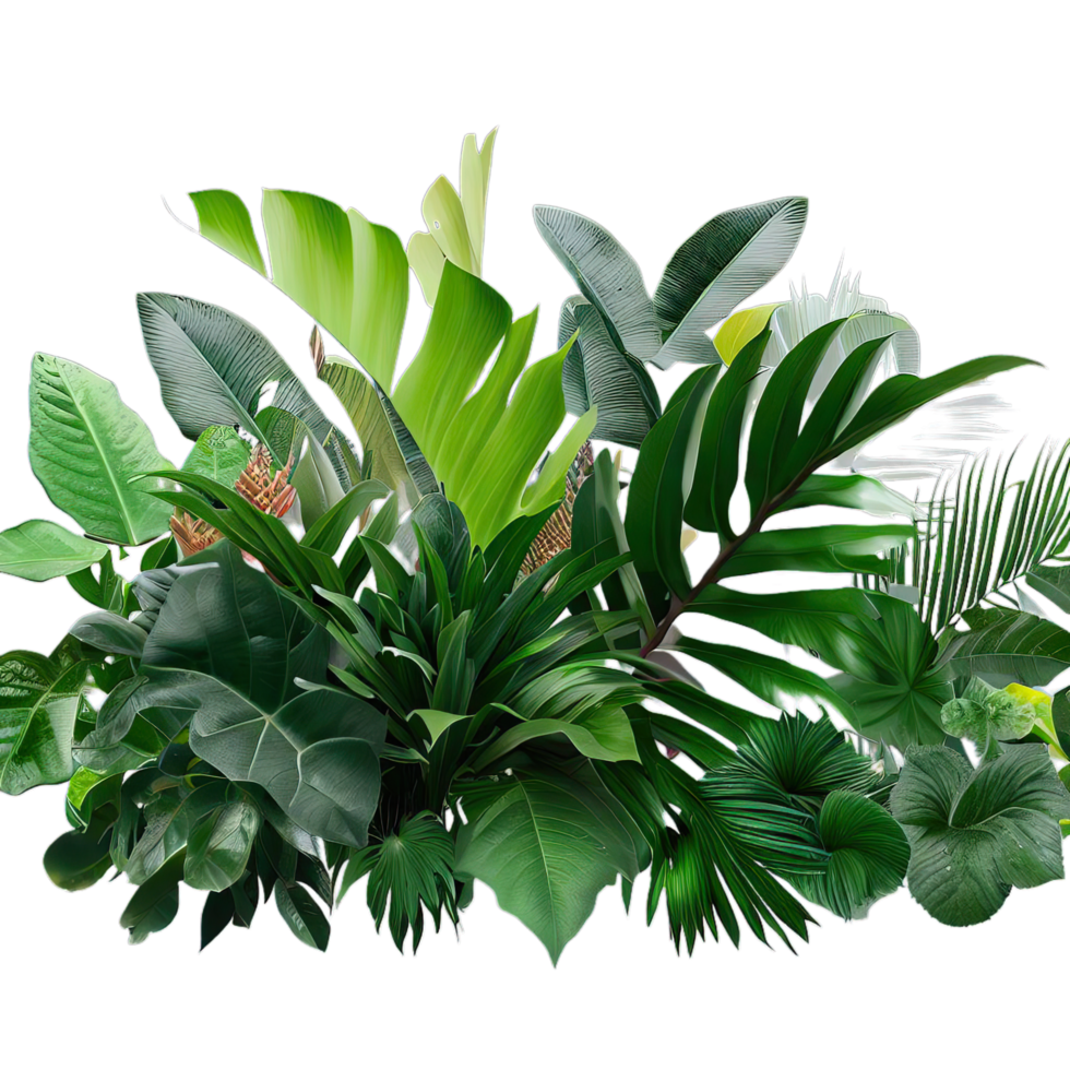 aislado tropical planta y verano árbol png
