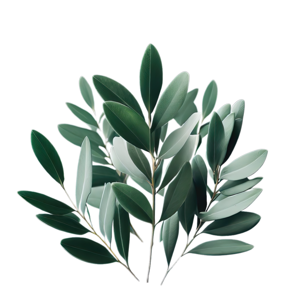 isolated tropical plant and summer tree png