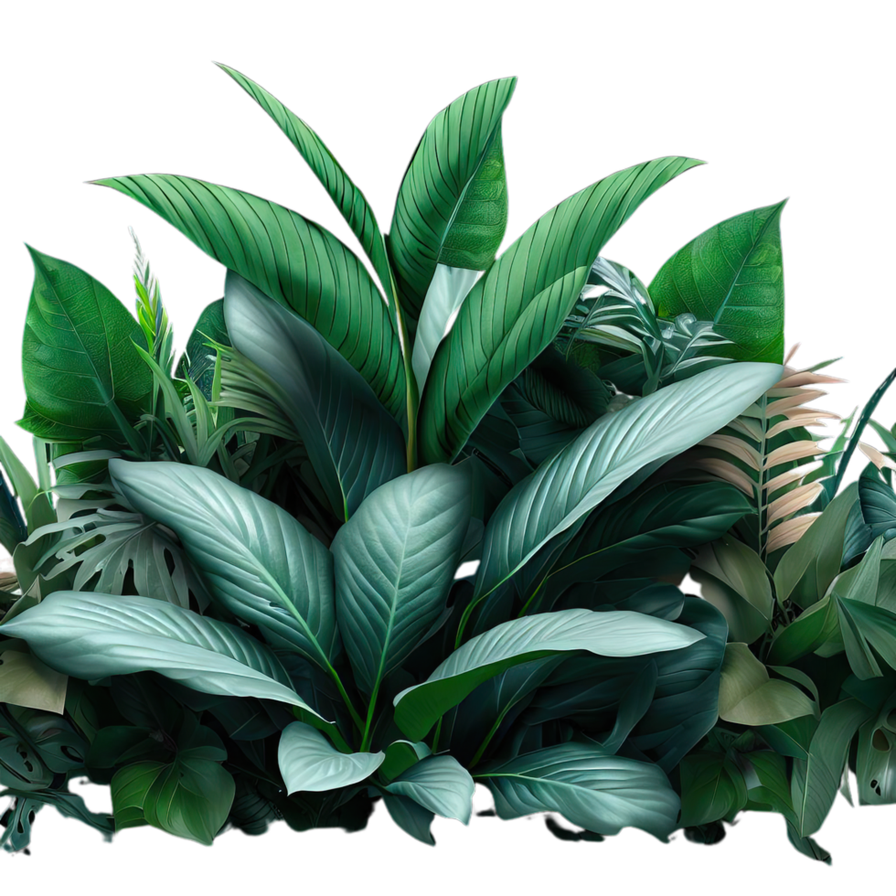 isolated tropical plant and summer tree png