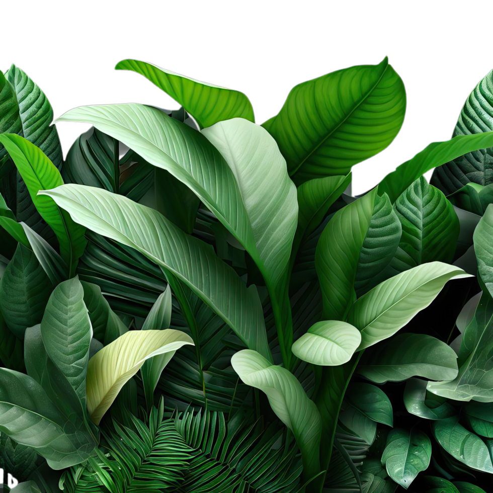 isolated tropical plant and summer tree png