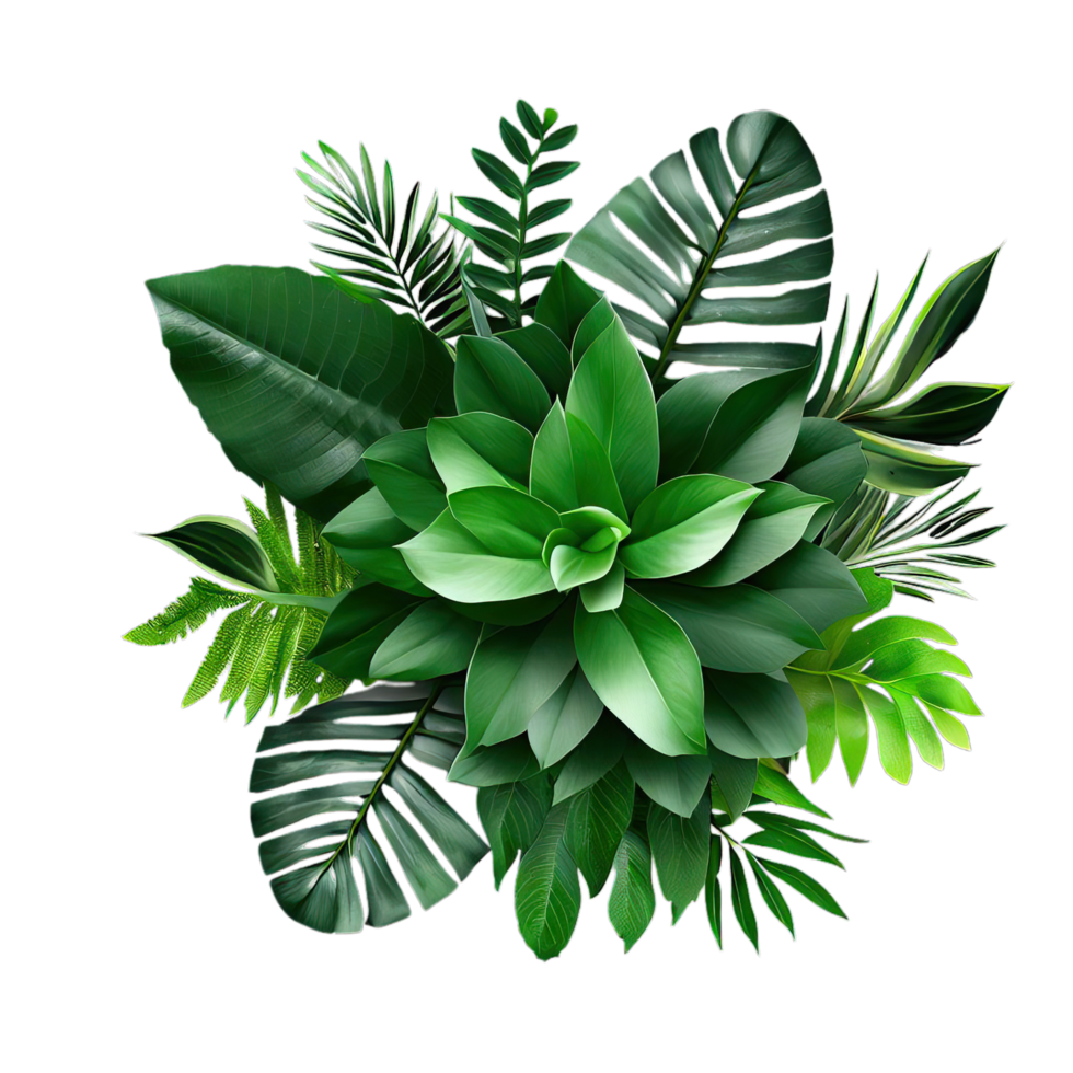isolated tropical plant and summer tree png