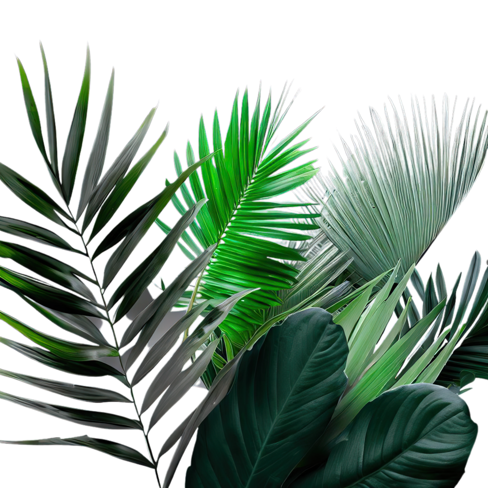 isolated tropical plant and summer tree png