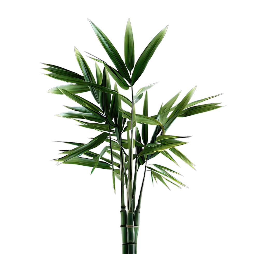 isolated tropical plant and summer tree png