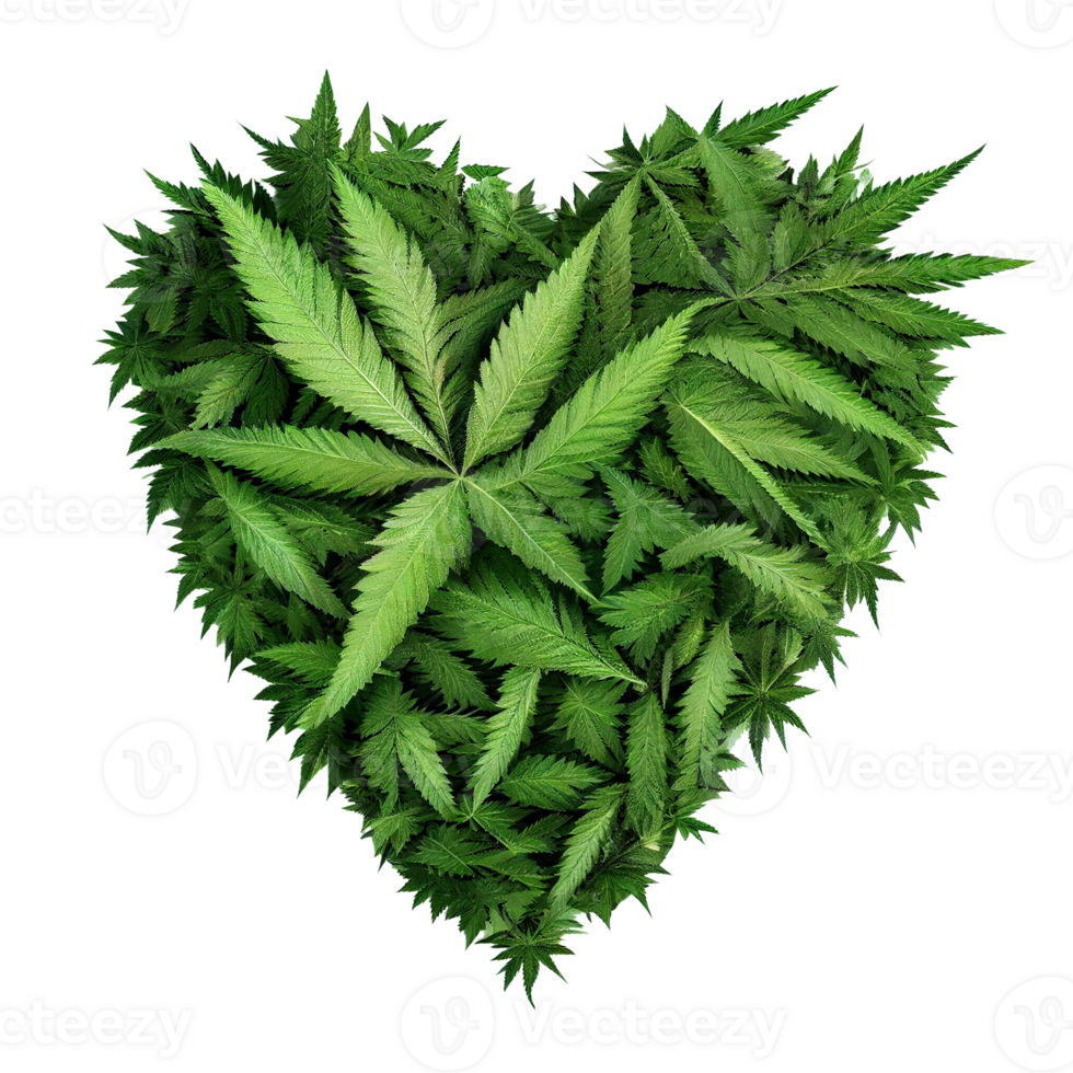 Heart shape made of cannabis leaves on transparent background, created with png