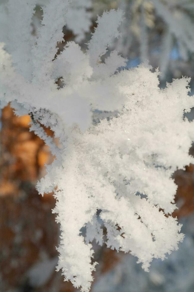 Frost on a branch, white frost crystals on a branch photo