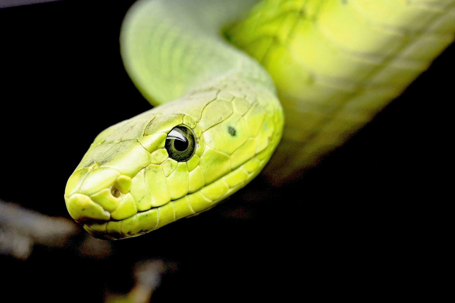 The snake hangs on the tree and sticks its head out photo