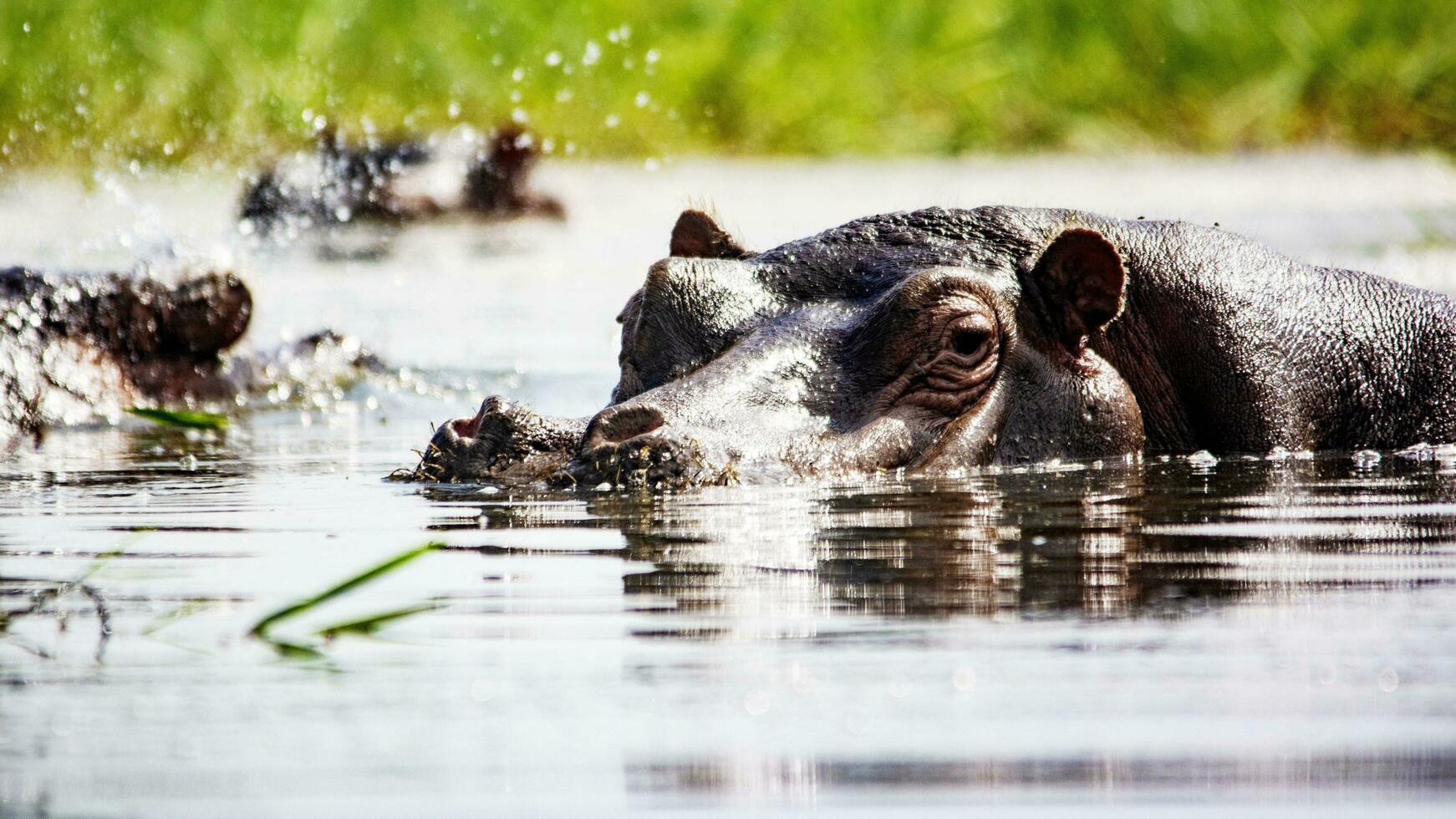 Hippo Hippopotamus River Lake Nature Animal photo