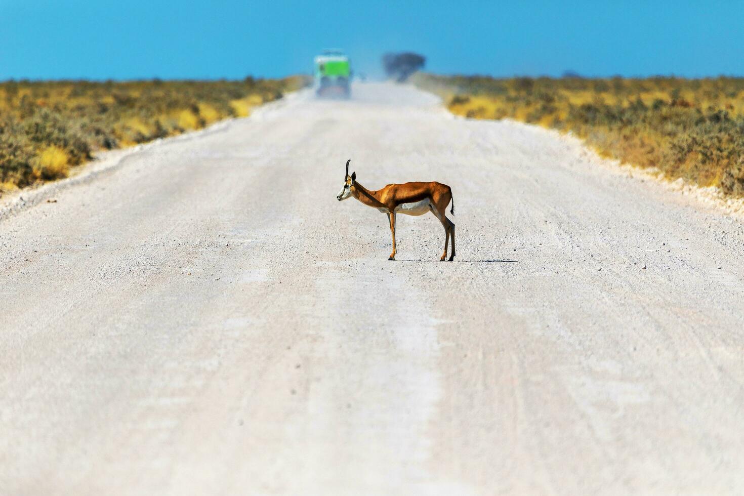 Springbok Antelope Africa Animal Namibia Nature photo