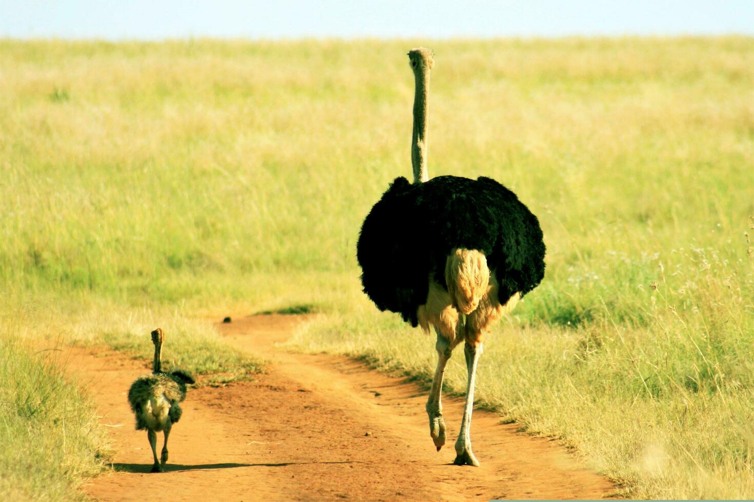 avestruz emú aves bebé plumas alas padre hijo foto