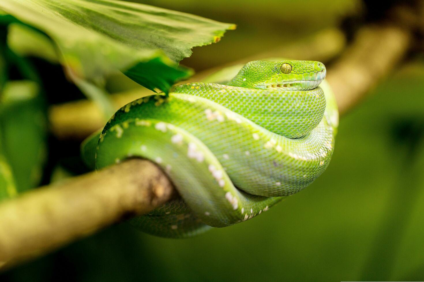 The snake looks green so it's curled up in a branch and doesn't get wet photo