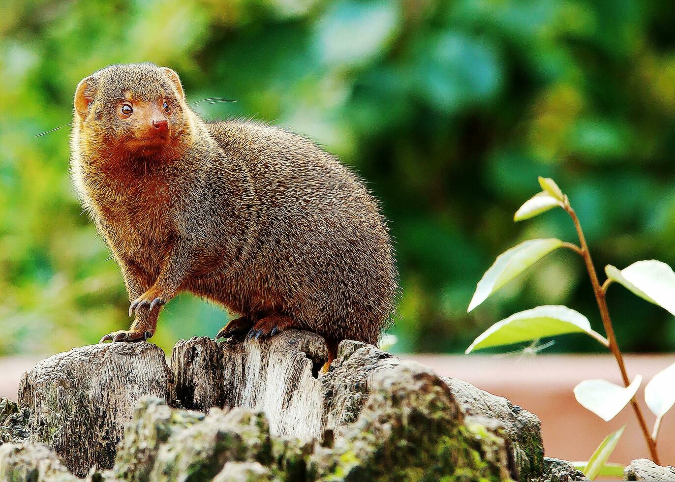 Dwarf Mongoose Mongoose Ground Squirrel Africa photo