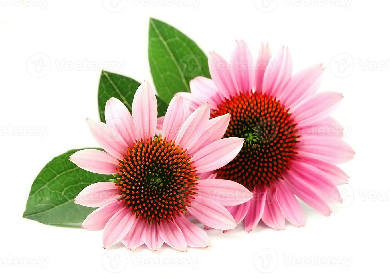 Echinacea flowers. Medicinal plant. photo