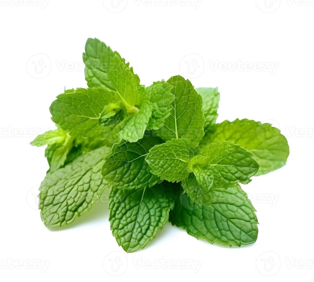 .Mint leaves on white backgrounds. photo