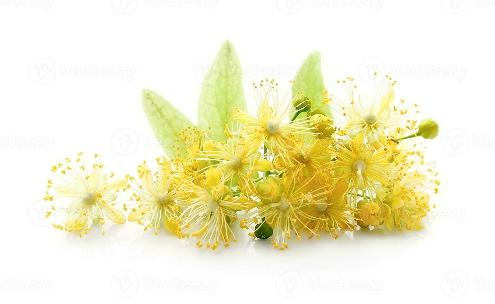 Linden flowers . photo