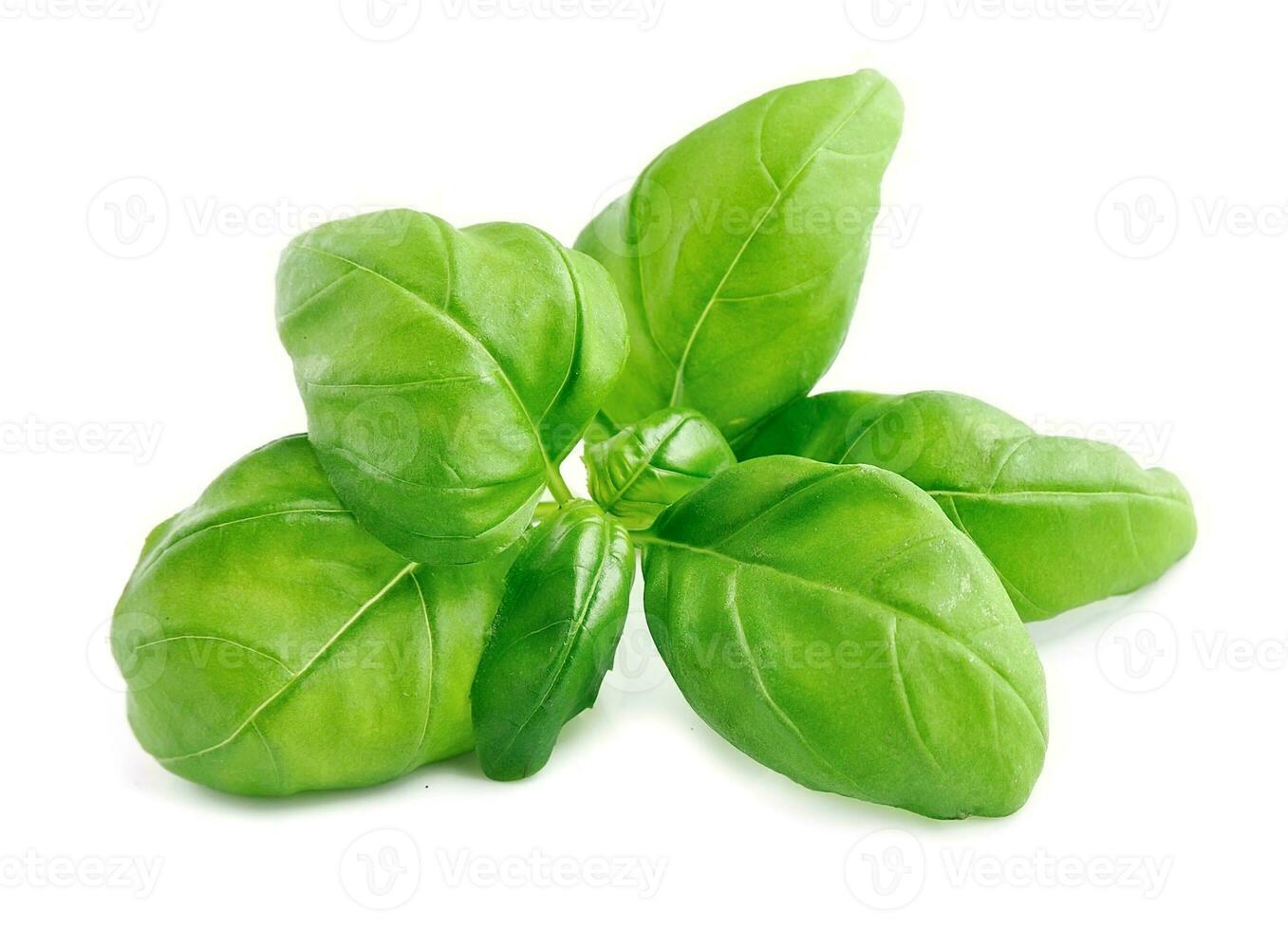 Basil leaves . photo