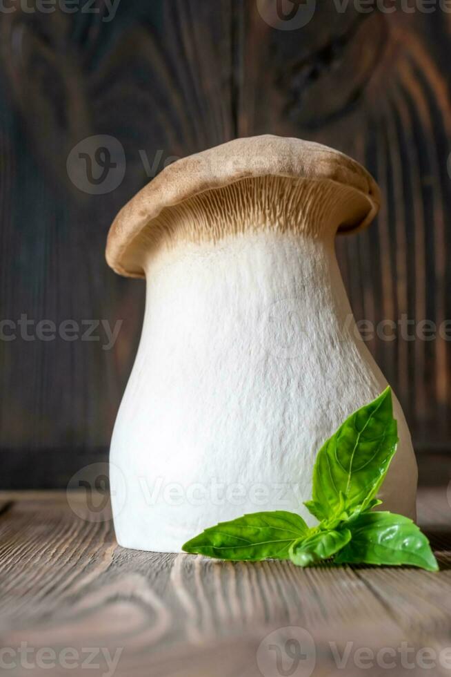 King oyster mushroom photo