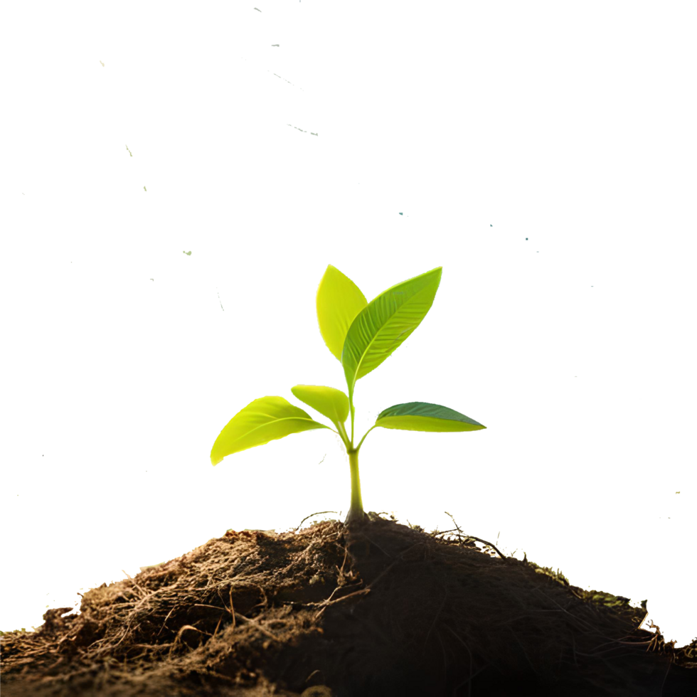 panorama kleine boom groeit met zonsopgang. groene wereld en aarde dag concept png