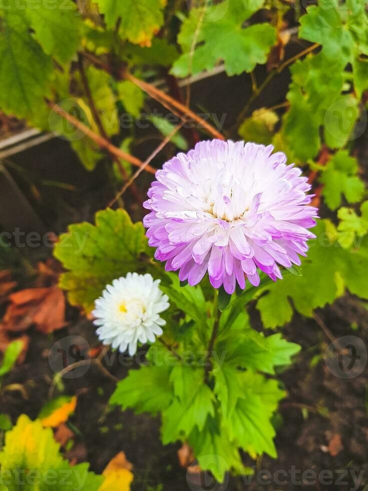 ásteres en el cama de flores foto