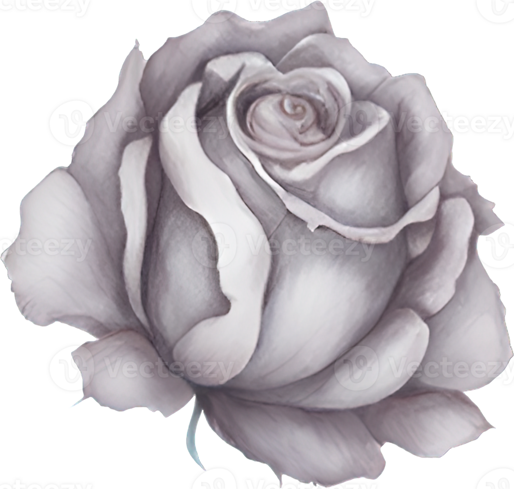 Watercolor Rose Flower Illustration. png