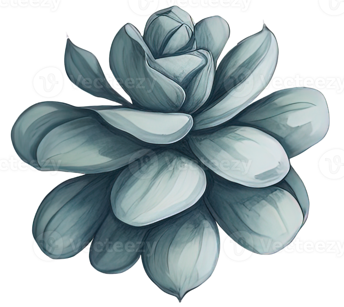 Watercolor Succulent illustration. png