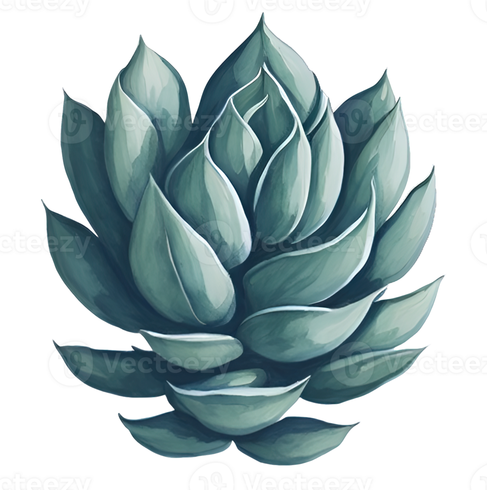 Watercolor Succulent illustration. png