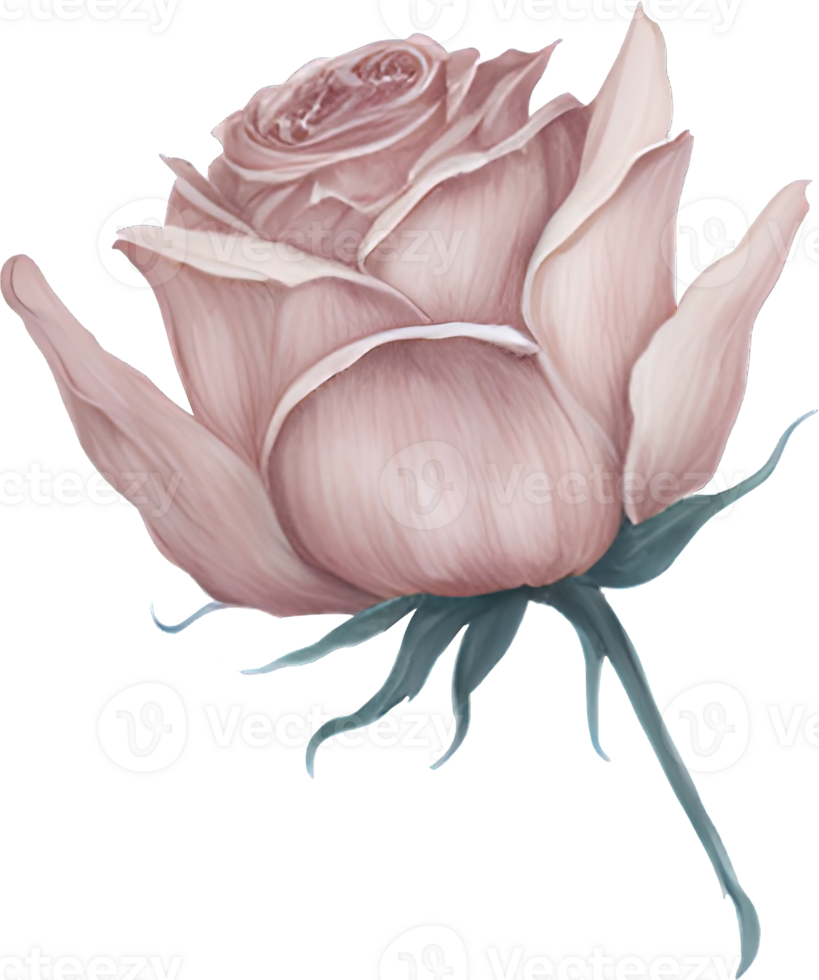 Watercolor Rose Flower Illustration. png