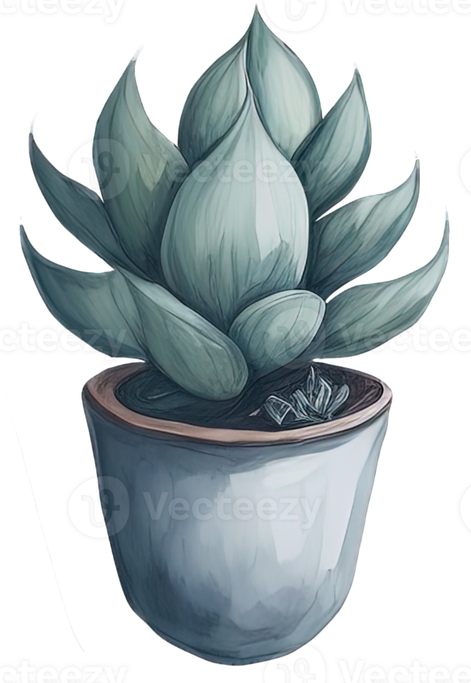 Watercolor Succulent illustration. png