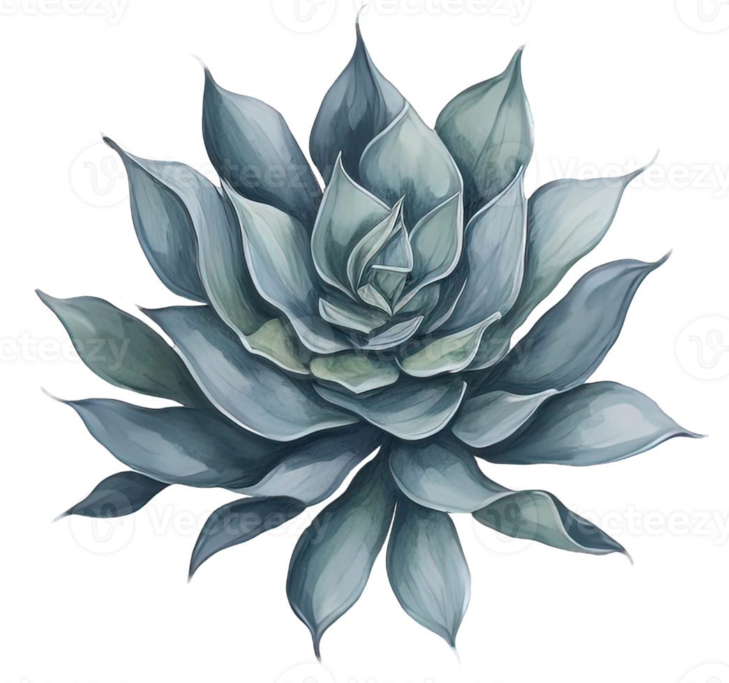 Watercolor Succulent illustration. png