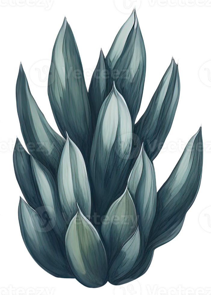Watercolor Succulent illustration. png