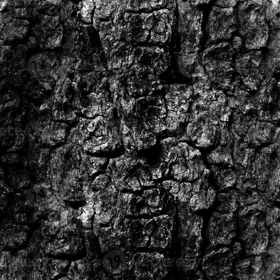 Rustic tree bark texture background. Closeup. photo