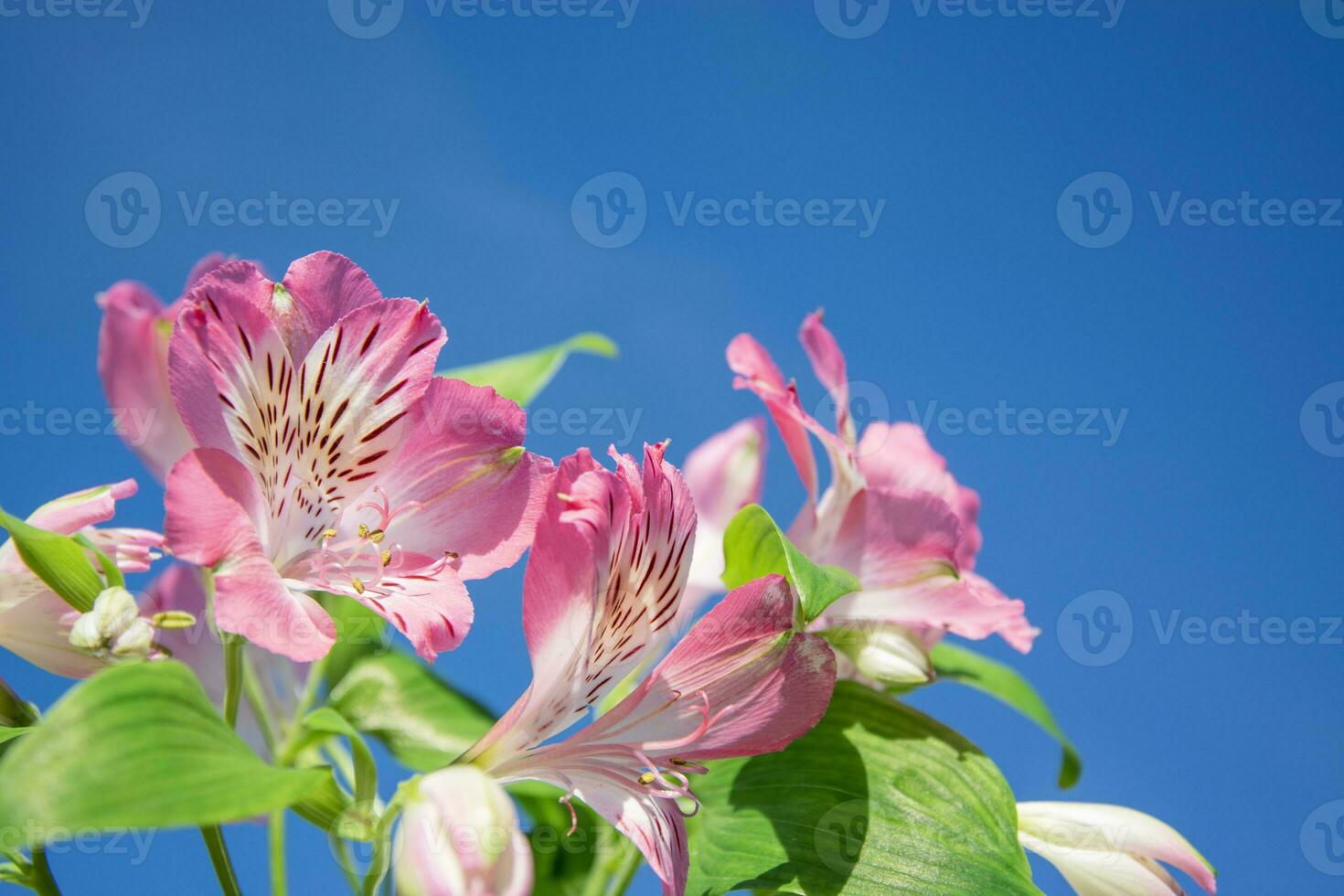 Pink flowers of alstroemeria against the blue sky, close-up with copy space. Hard shadows, out of focus. Horizontal background for banners, congratulations, presentations photo