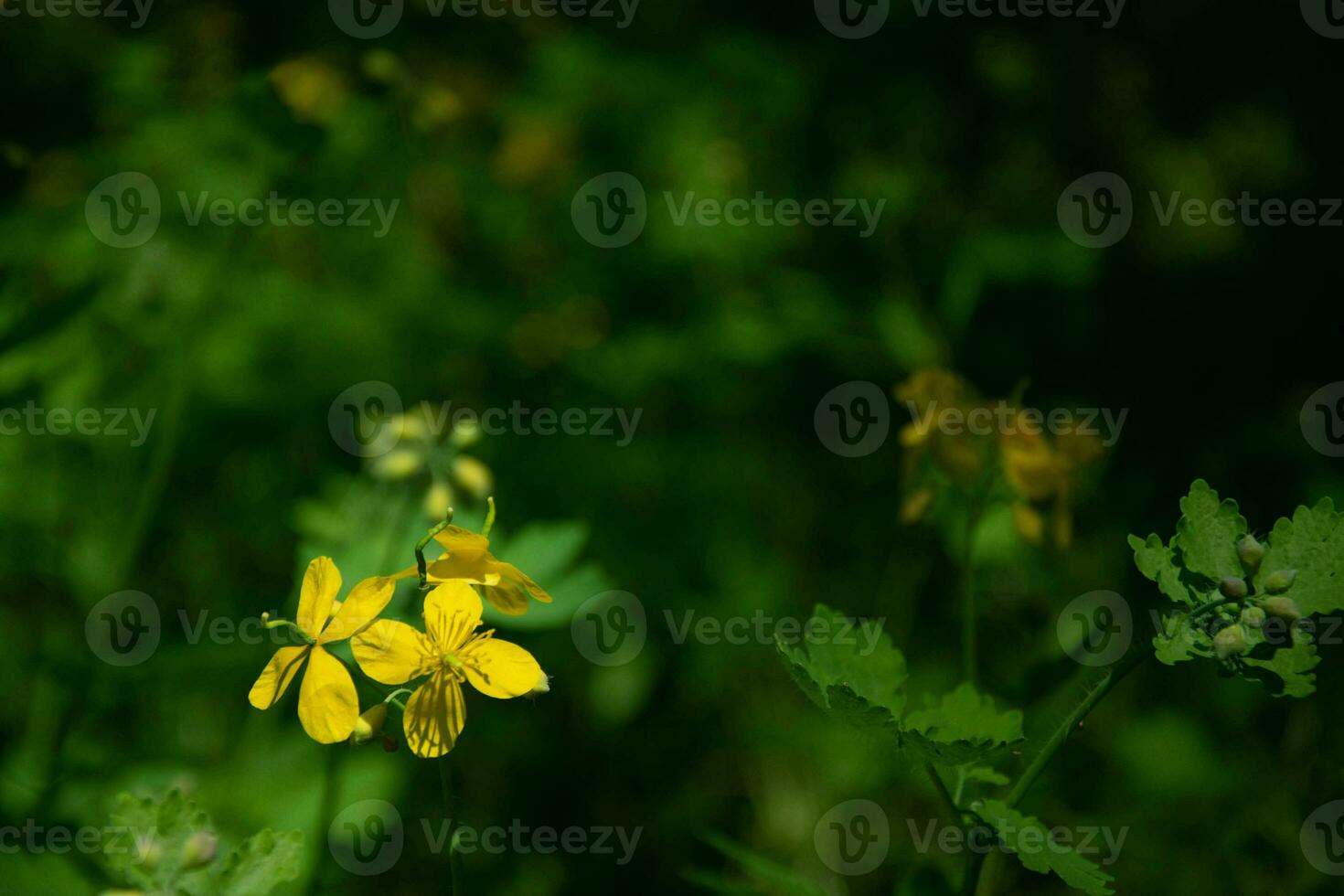 Bright yellow greater celandine flower, selective focus on a green bokeh background - Chelidonium majus. photo