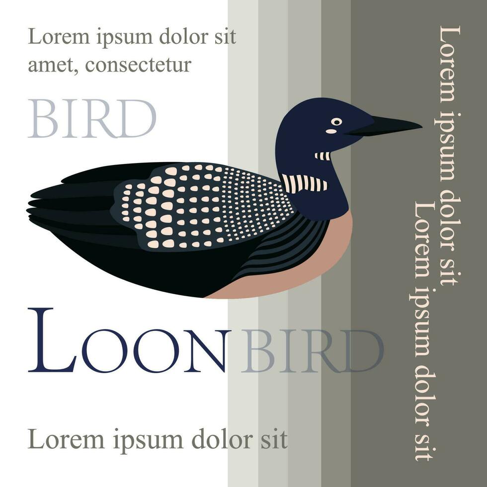 Poster, banner with loon bird and text. Poster layout design. vector