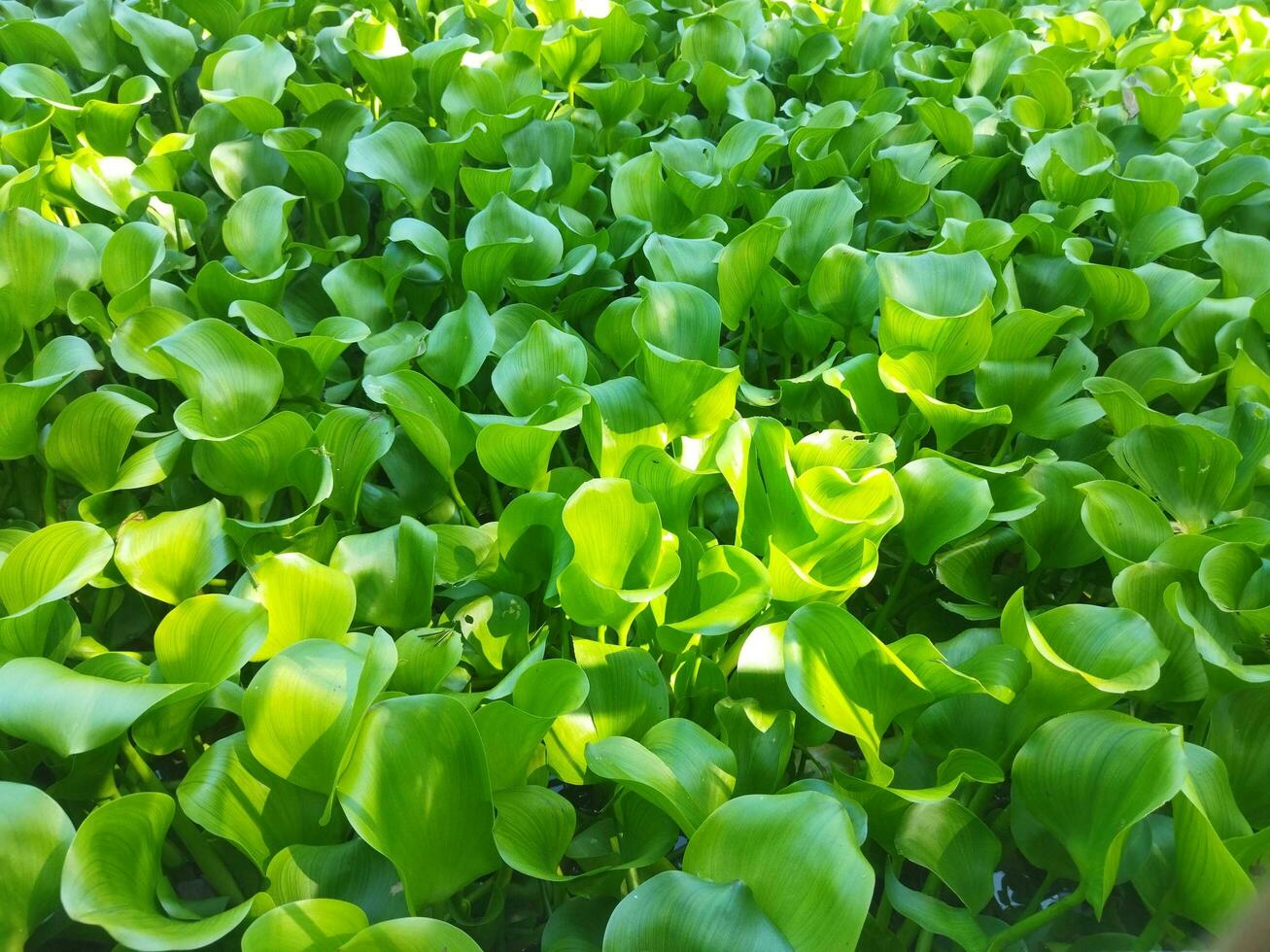 water hyacinth in a pond 24220311 Stock Photo at Vecteezy