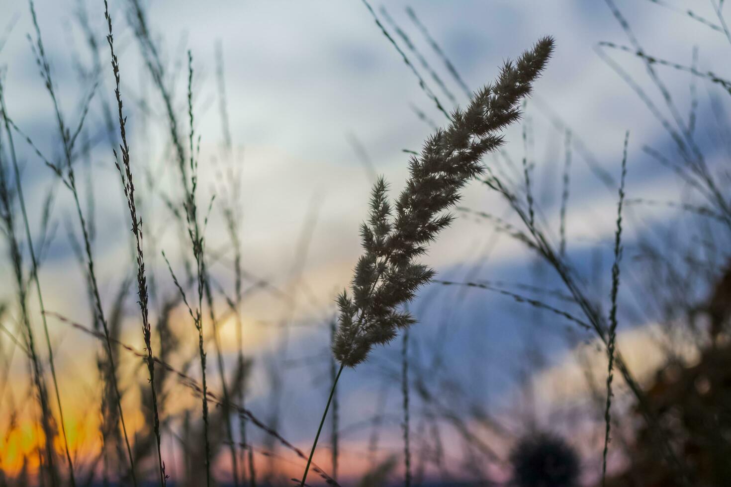 Summer abstract nature background with grass in the meadow and sunset sky behind. Natural landscape. Macro photography of blades of grass. landscape during sunset. photo