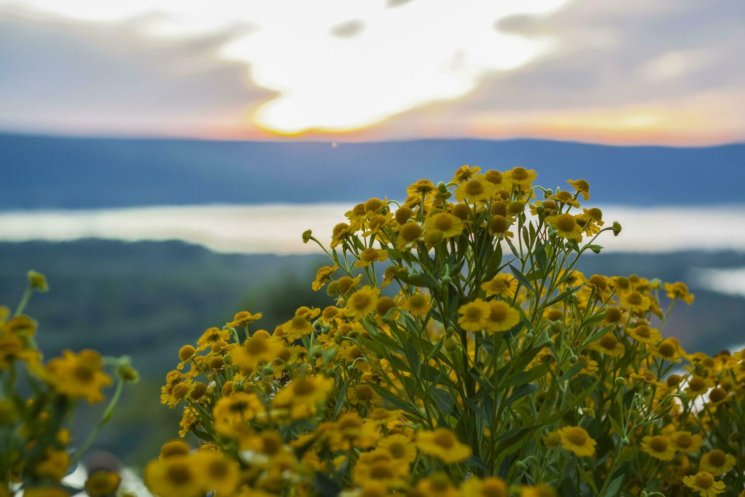 Wild bright flowers on the background of a beautiful sunset. Natural landscape. blue sky and yellow sunlight. landscape during sunset. photo