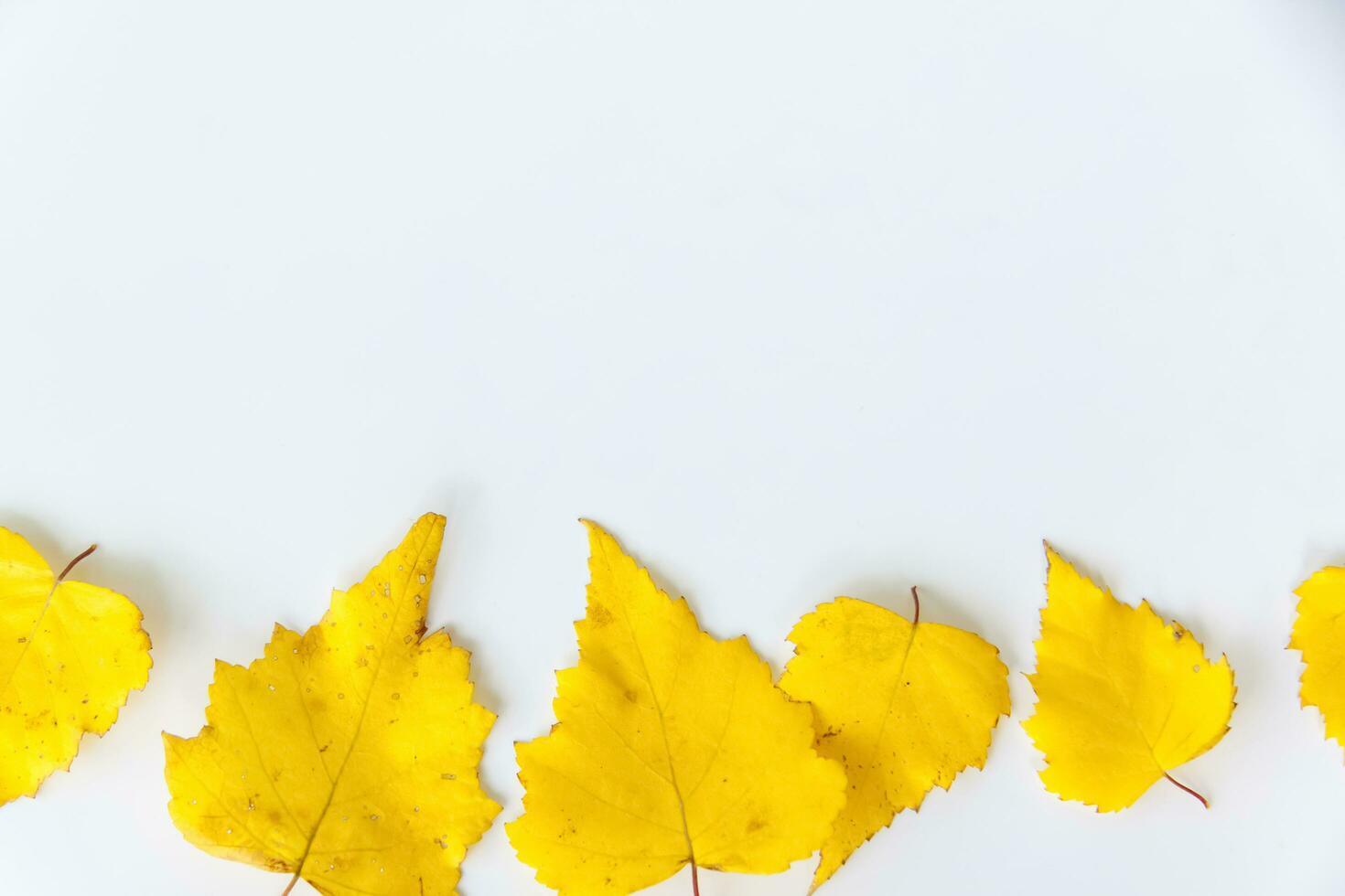 Birch leaves on a white background. Autumn leaves. Isolate. photo