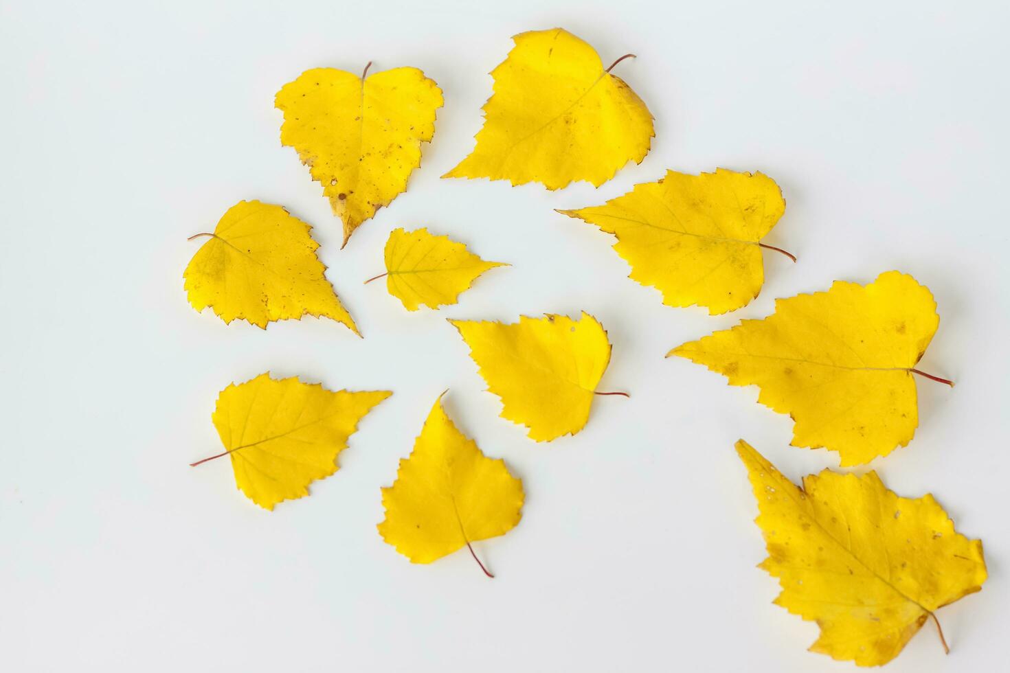 Birch leaves on a white background in the form of a pattern. Autumn leaves. photo