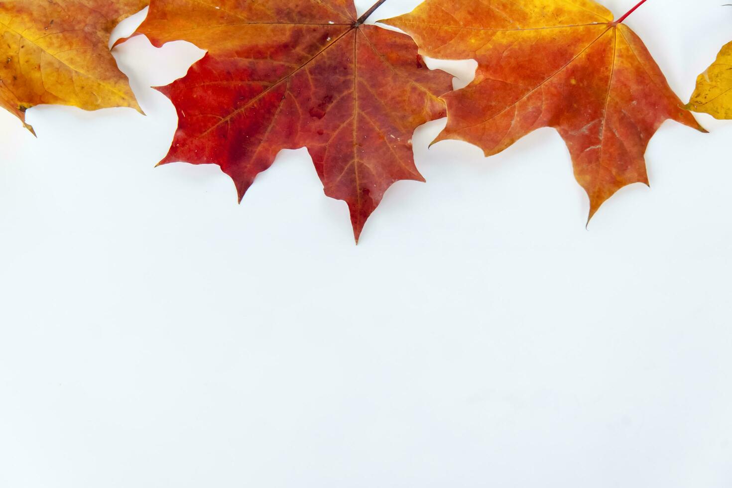 Maple leaves on a white background. Autumn leaves. Isolate. photo
