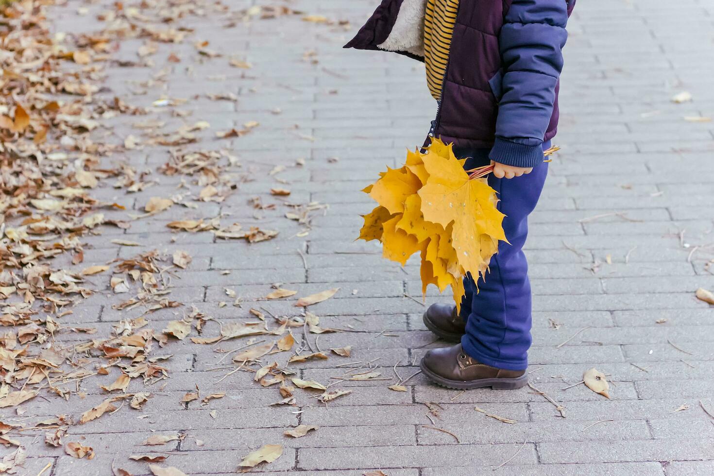 un ramo de flores de arce hojas en el mano de un niño quien es caminando mediante el parque. foto