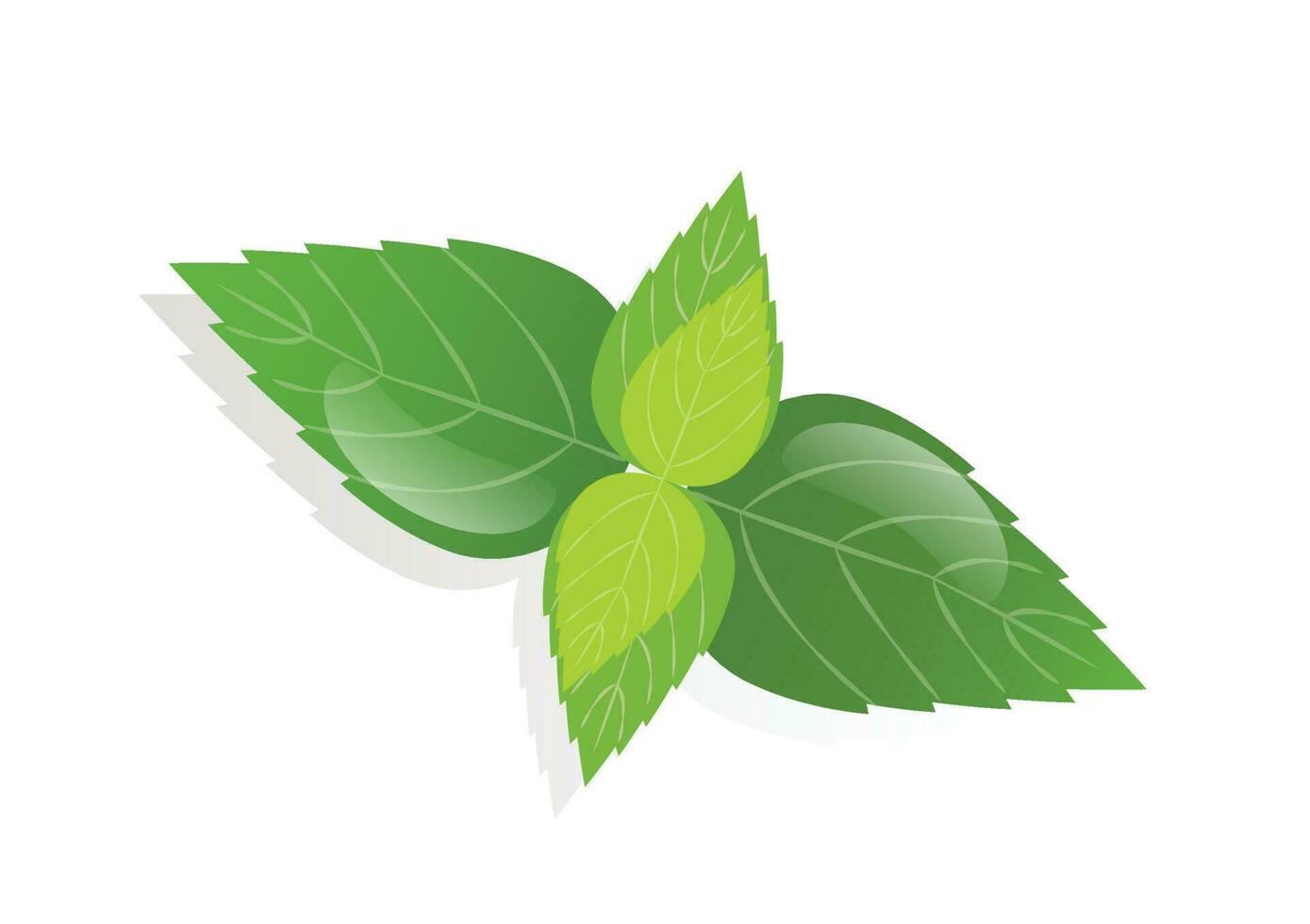 Mint leaf. peppermint green leaves vector illustration