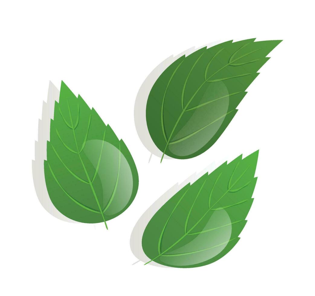 Mint leaf. peppermint green leaves vector illustration